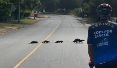 A mother river otter leads her three pups across Beach Avenue near Willows Beach on Saturday morning as cyclists and pedestrians pause to watch the family make its way across the road. (Tony Trozzo/Oak Bay News)