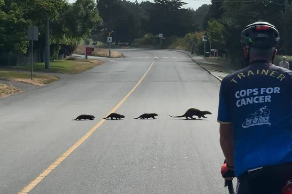 A mother river otter leads her three pups across Beach Avenue near Willows Beach on Saturday morning as cyclists and pedestrians pause to watch the family make its way across the road. (Tony Trozzo/Oak Bay News)