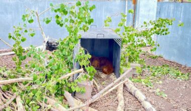 Beavers Nelson and Tina released into their wetland. (Eva Hartmann/ Contributed)