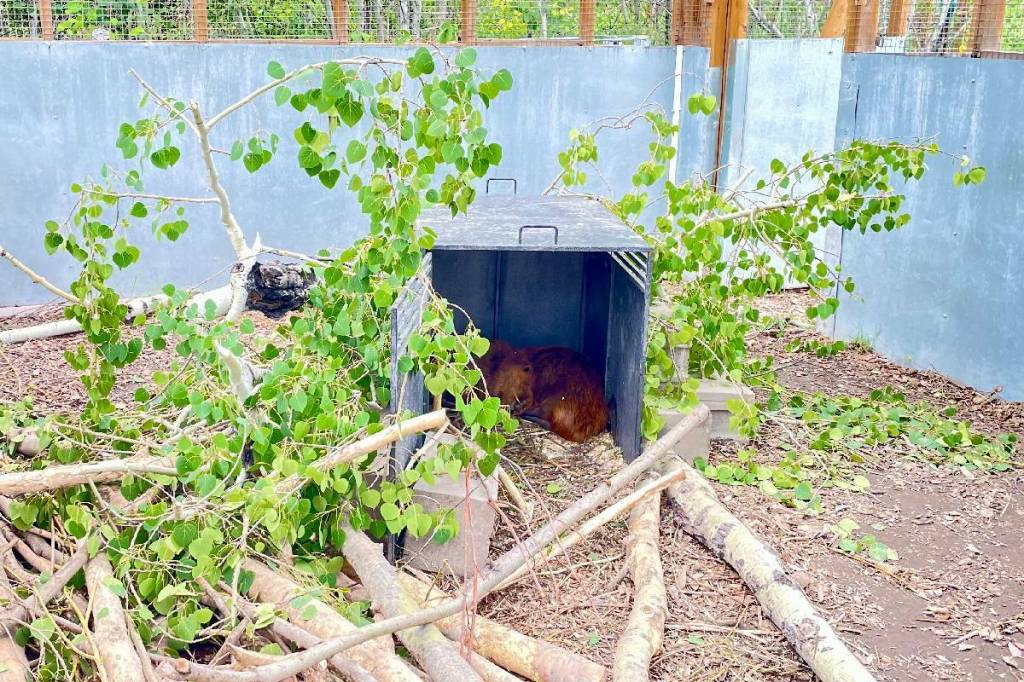 Beavers Nelson and Tina released into their wetland. (Eva Hartmann/ Contributed)