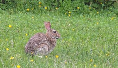 A rabbit was foraging in a front yard in Langley&rsquo;s Otter neighbourhood. (Dan Ferguson/Langley Advance Times)