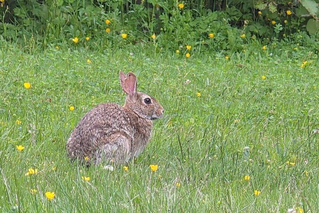 A rabbit was foraging in a front yard in Langley&rsquo;s Otter neighbourhood. (Dan Ferguson/Langley Advance Times)