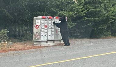A bear checks out a community mailbox in Metchosin June 25. (Courtesy of Barbara Cina)