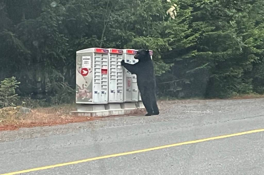 A bear checks out a community mailbox in Metchosin June 25. (Courtesy of Barbara Cina)