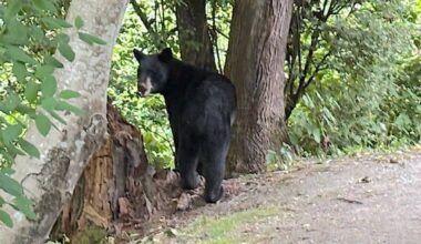 A bear was spotted in a back yard in Walnut Grove Friday near 96 Ave. and 203 St. (Chang Lee/Special to Langley Advance Times)