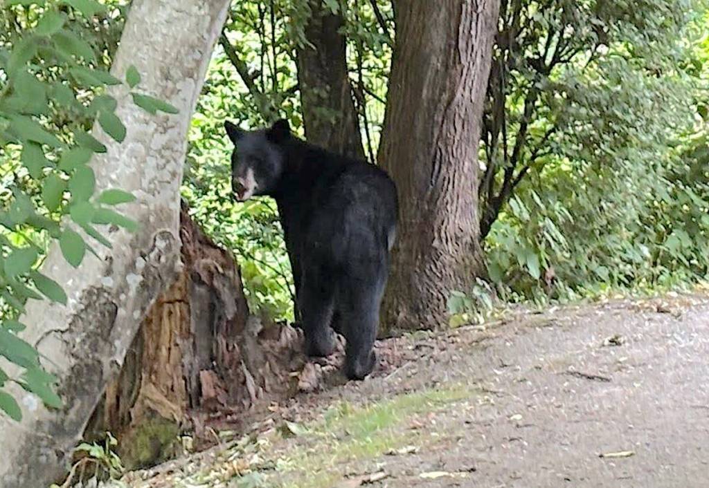 A bear was spotted in a back yard in Walnut Grove Friday near 96 Ave. and 203 St. (Chang Lee/Special to Langley Advance Times)