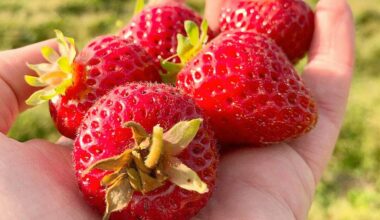 A handful of fresh strawberries. (Black Press Media file photo)