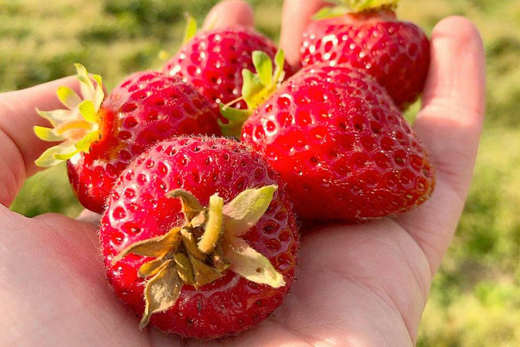 A handful of fresh strawberries. (Black Press Media file photo)