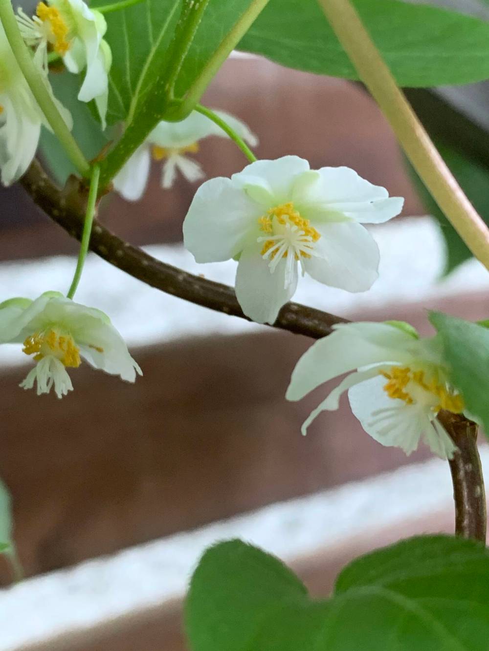BETHANY BOOY PHOTO
Interested in growing a kiwi vine? Talk to Bethany Booy whose garden is on the Urban Retreats Garden Tour on June 20.