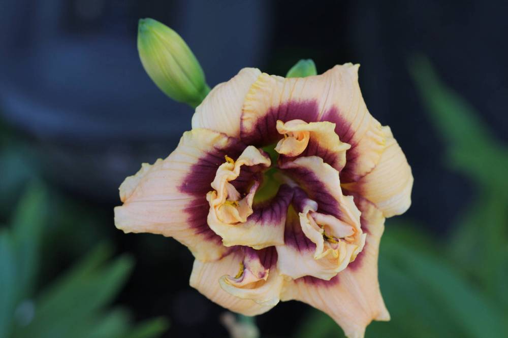 ROSWITHA NOWAK PHOTO
Can you name this exotic daylily? Nature Manitoba’s Gardens of Distinction Tour is a chance to see many unique plants.