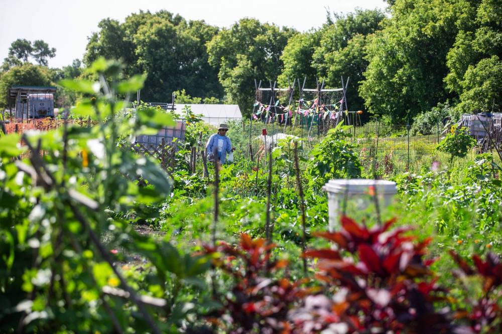 MIKAELA MACKENZIE / FREE PRESS FILES
A recent report suggests community gardens should be recognized as more than just spaces to pursue a hobby.