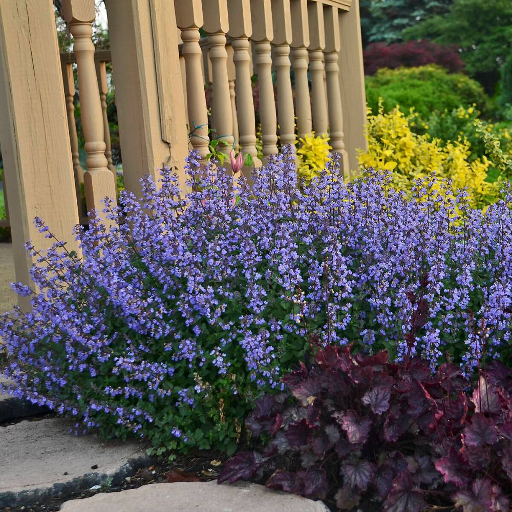 Walters Gardens Inc.
Low-maintenance Purrsian Blue catmint has been planted en masse in the ACCESS Fort Garry therapeutic garden.