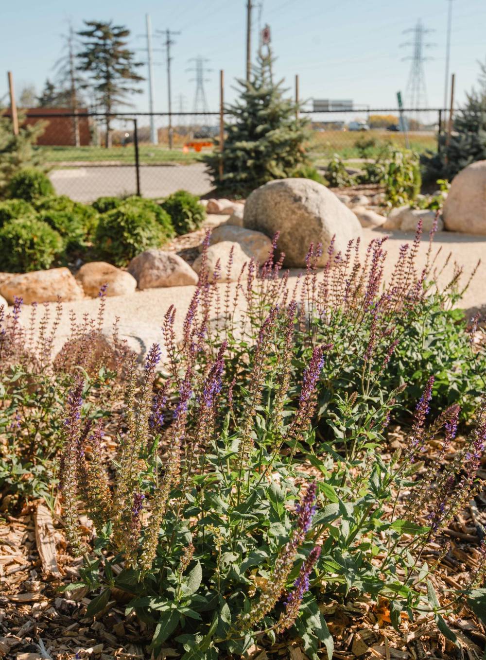Bhavana Bonde photo
Chain-link fencing (with Salvia Crystal Blue in the foreground) provides an unobstructed view into and out of the garden.