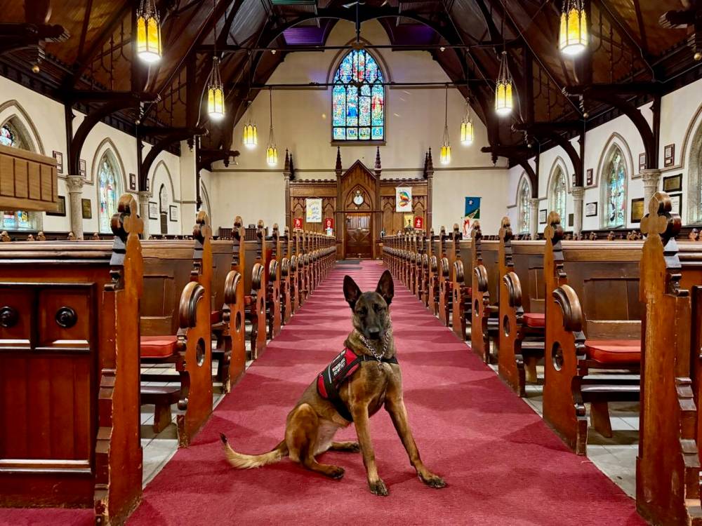 STEPHEN BORYS PHOTO
Bliss watches over the sanctuary of Holy Trinity Church.