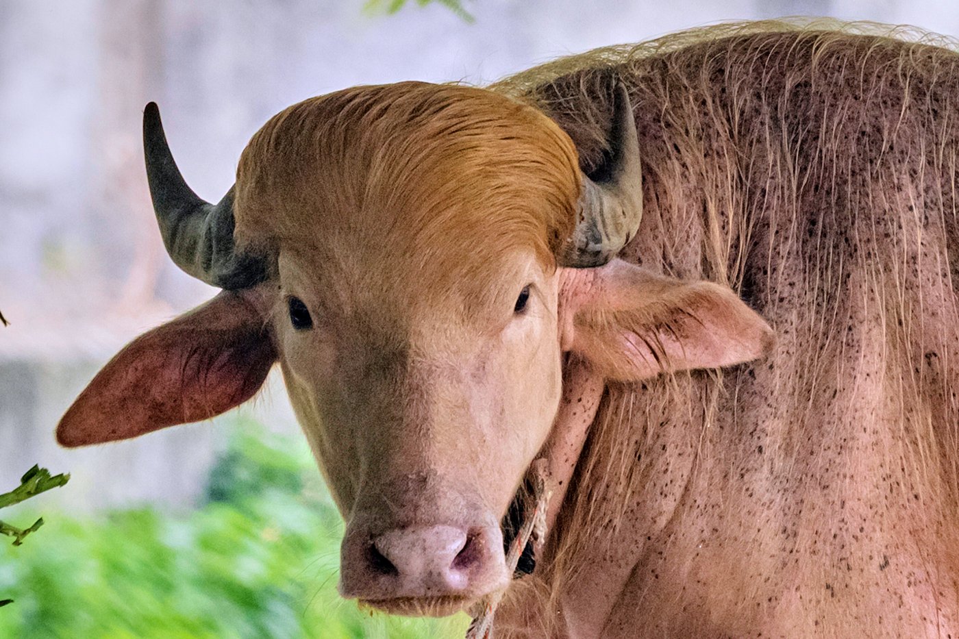 Rare albino buffalo named after Donald Trump for its golden locks draws crowds at Bangladesh zoo