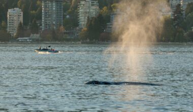 More whales in Vancouver? Researchers say we have 'great grub'