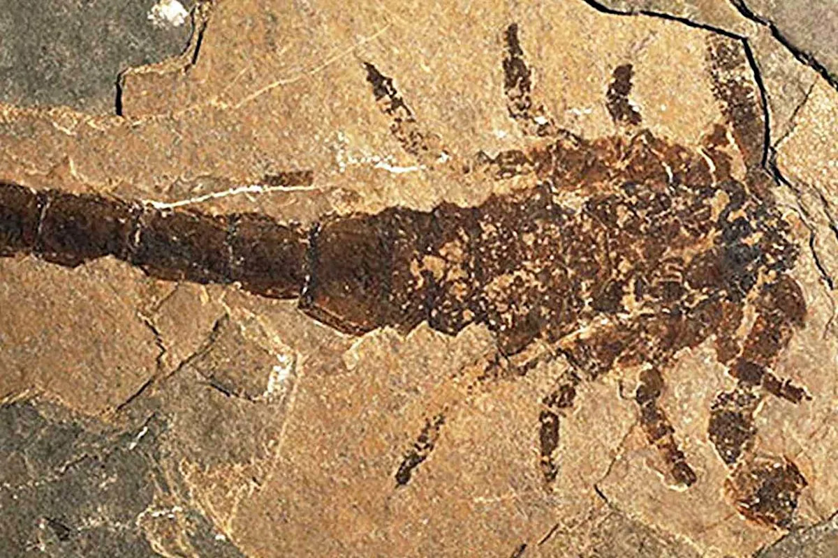 Scientists Thought Giant Fossils Belonged to a Prehistoric Crustacean. The Actual Answer Is Much More Frightening