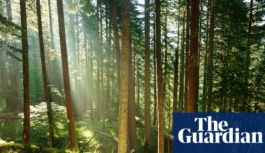 Trees may store less planet-heating carbon than hoped, study suggests | Greenhouse gas emissions