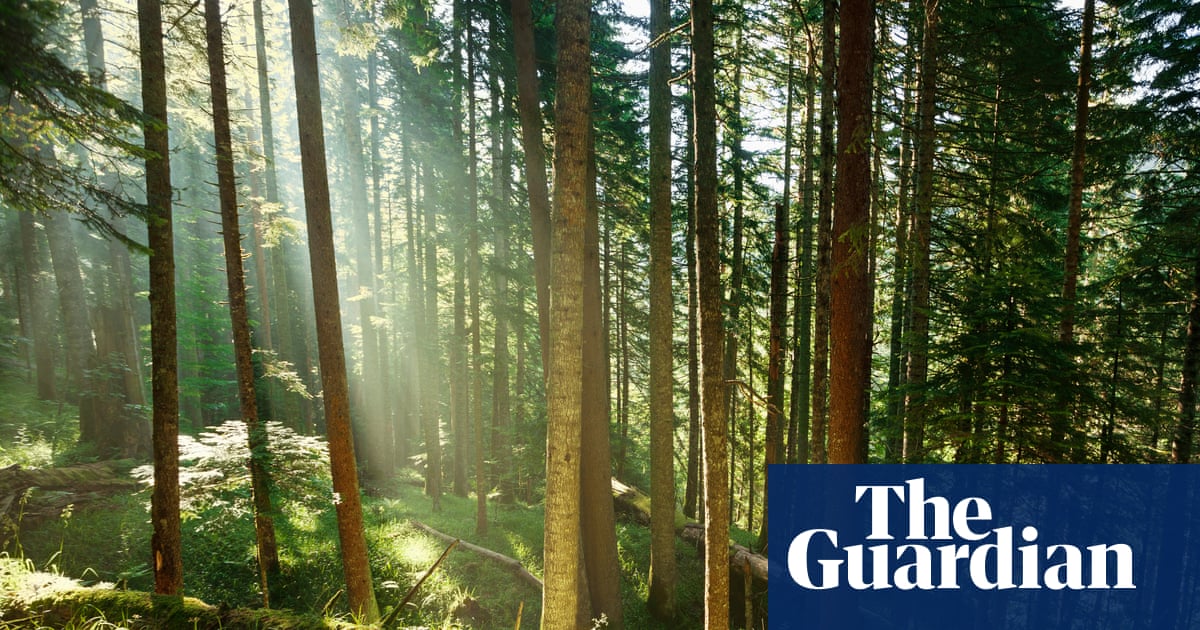 Trees may store less planet-heating carbon than hoped, study suggests | Greenhouse gas emissions