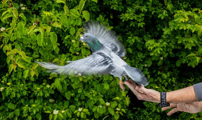 Pigeons may be navigating with their liver, study suggests