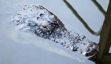 Florida homeowner finds 7-foot alligator in pool, then it whips into a 'death spiral'