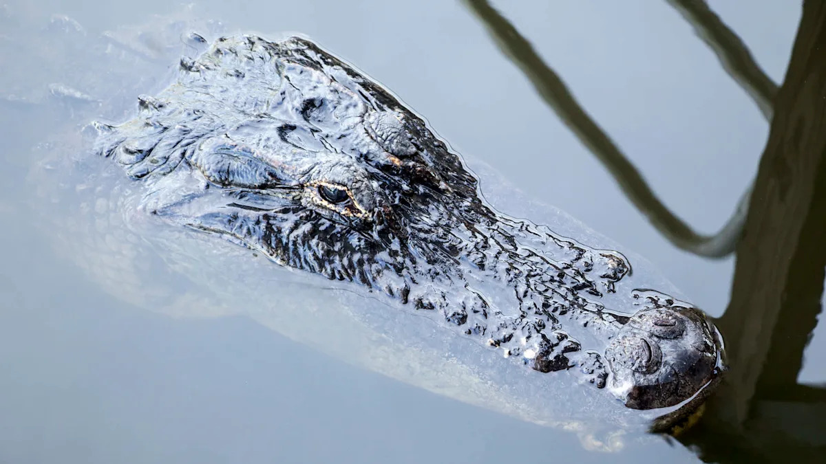 Florida homeowner finds 7-foot alligator in pool, then it whips into a 'death spiral'