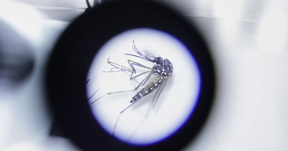 Google seeks approval to release 32 million mosquitoes