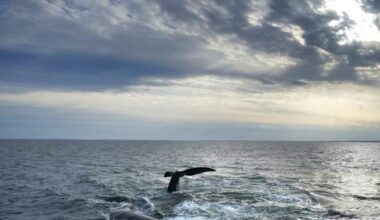 Rare whale entangled in fishing gear spotted again in Gulf of St. Lawrence