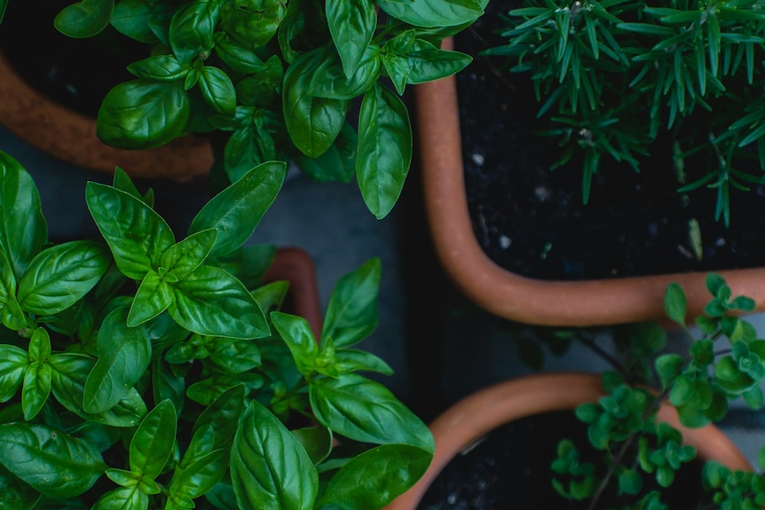 Herbs like basil growing in pots outside.