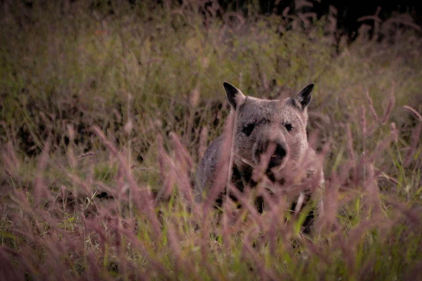 Northern hairy-nosed wombat population expands