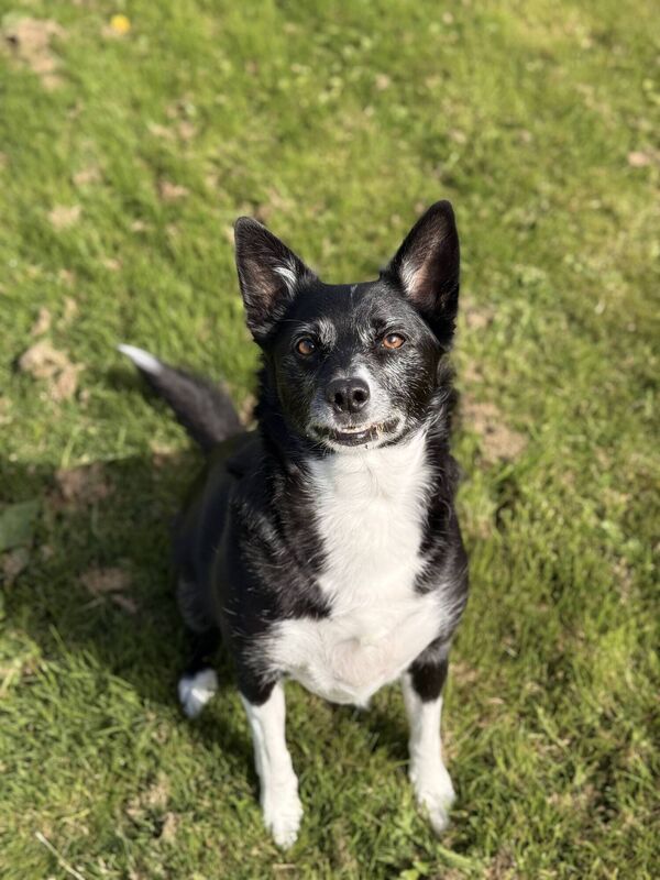 My dog Milly. Picture: Denise O'Donoghue