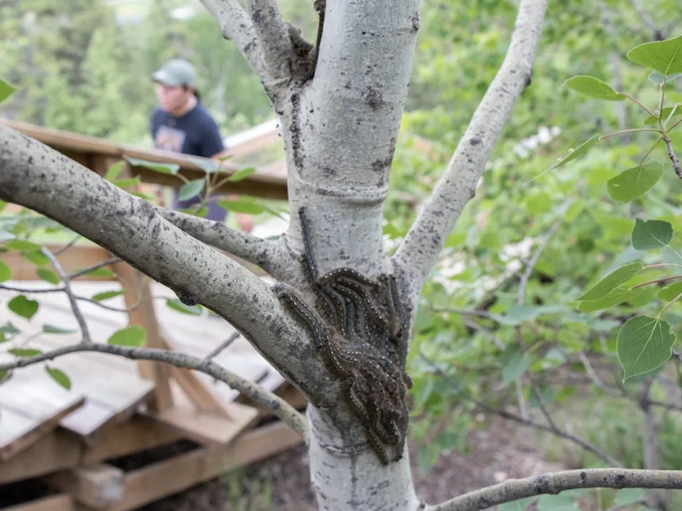 Forest tent caterpillars in the Edmonton river valley on Friday, June 5, 2026. Forest tent caterpillars are native to the Edmonton area and have a distinct row of whitish spots running down their backs and wide blue bands along their sides. Shaughn Butts/Postmedia