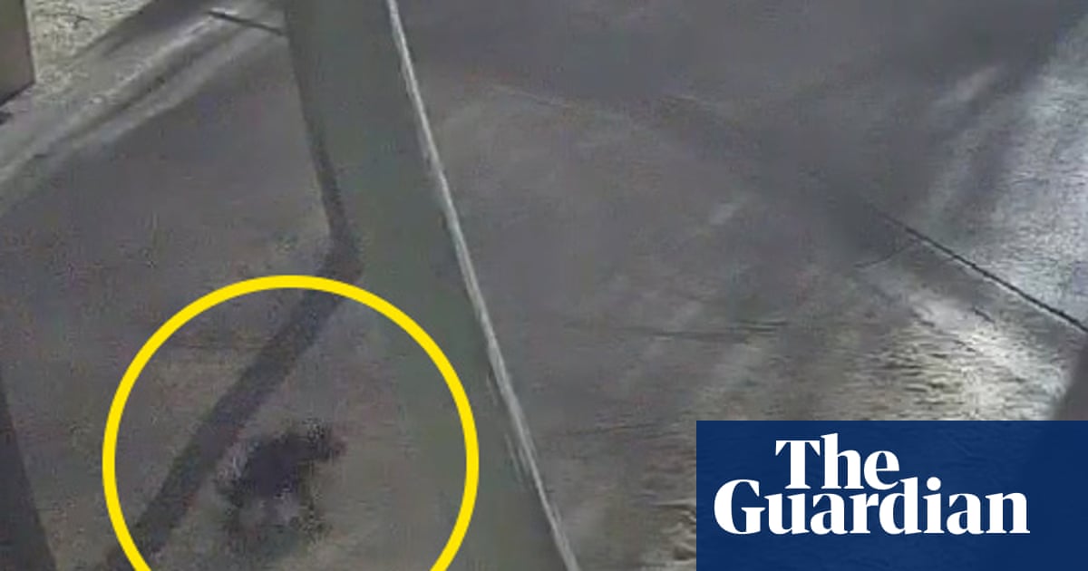 Tasmanian devil Mary found 2km from her Gold Coast theme park home after two weeks on the run | Queensland