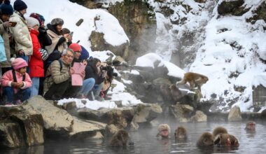 Japan ‘snow monkey’ park to cap visitors after overcrowding and bad behavior