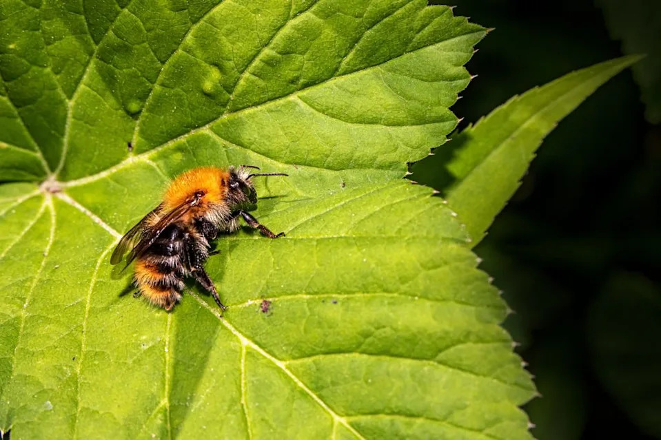 bumblebee, nature, leaf, bees