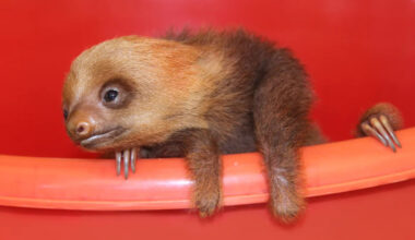 Sloths may owe their famously slow lives to 30-million-year-old 'jumping genes'