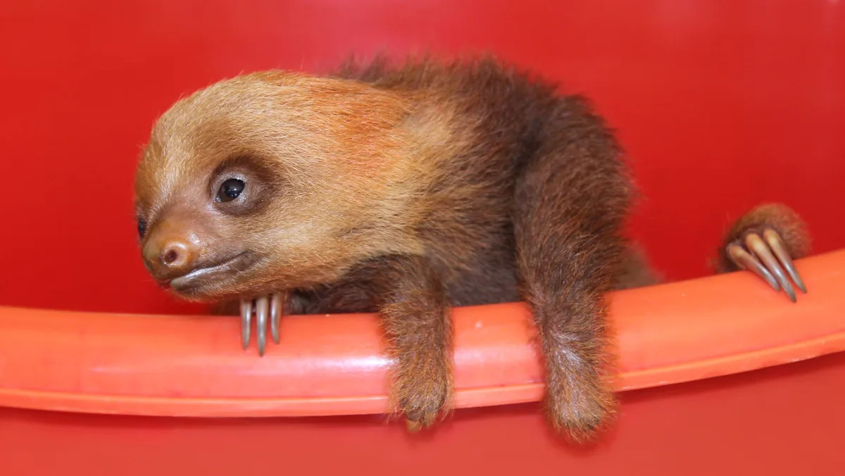 Sloths may owe their famously slow lives to 30-million-year-old 'jumping genes'