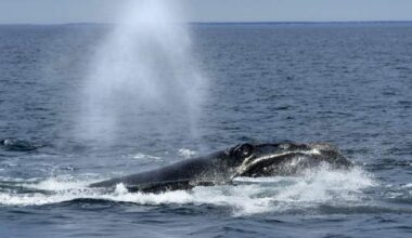 Entangled North Atlantic right whale spotted off New Brunswick’s east coast