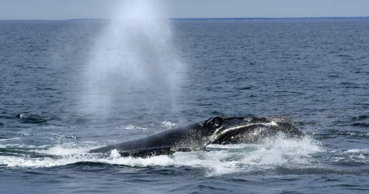 Entangled North Atlantic right whale spotted off New Brunswick’s east coast