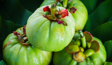 France renews Garcinia cambogia ban, EU extends safety consultation