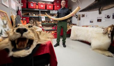 How Canada became a global player in illegal wildlife trade