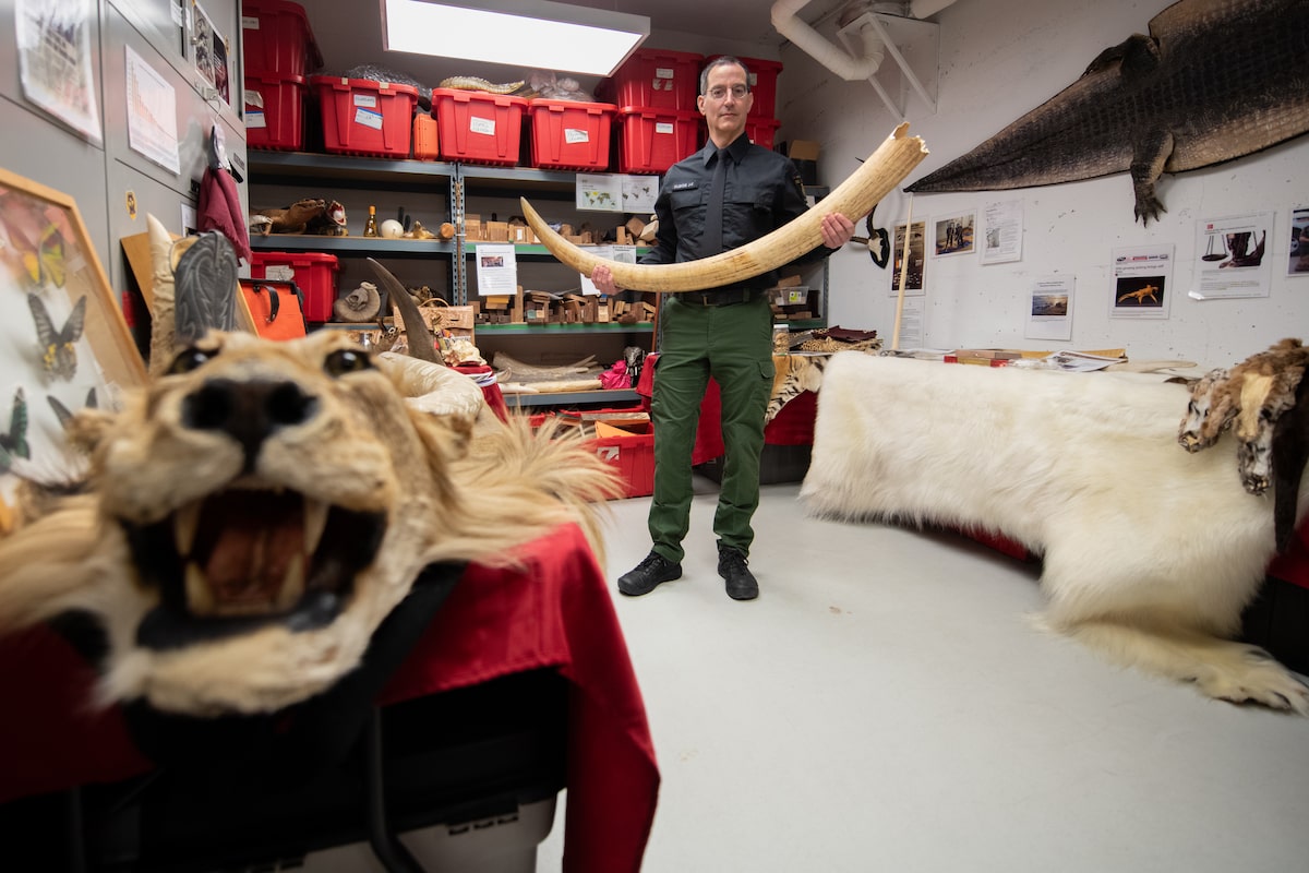 How Canada became a global player in illegal wildlife trade
