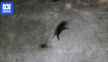 Wildlife carers hone search area as hunt for missing Tasmanian devil enters second week