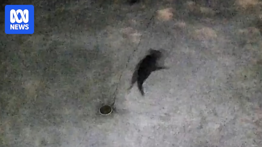Wildlife carers hone search area as hunt for missing Tasmanian devil enters second week