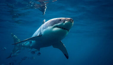 15-foot great white shark stuns fishing crew after circling boat multiple times