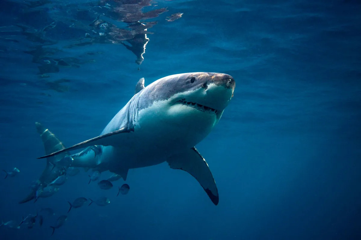 15-foot great white shark stuns fishing crew after circling boat multiple times
