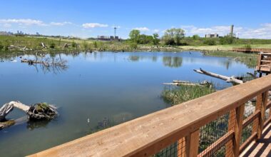 Re-Greening the Lake Ontario Shoreline