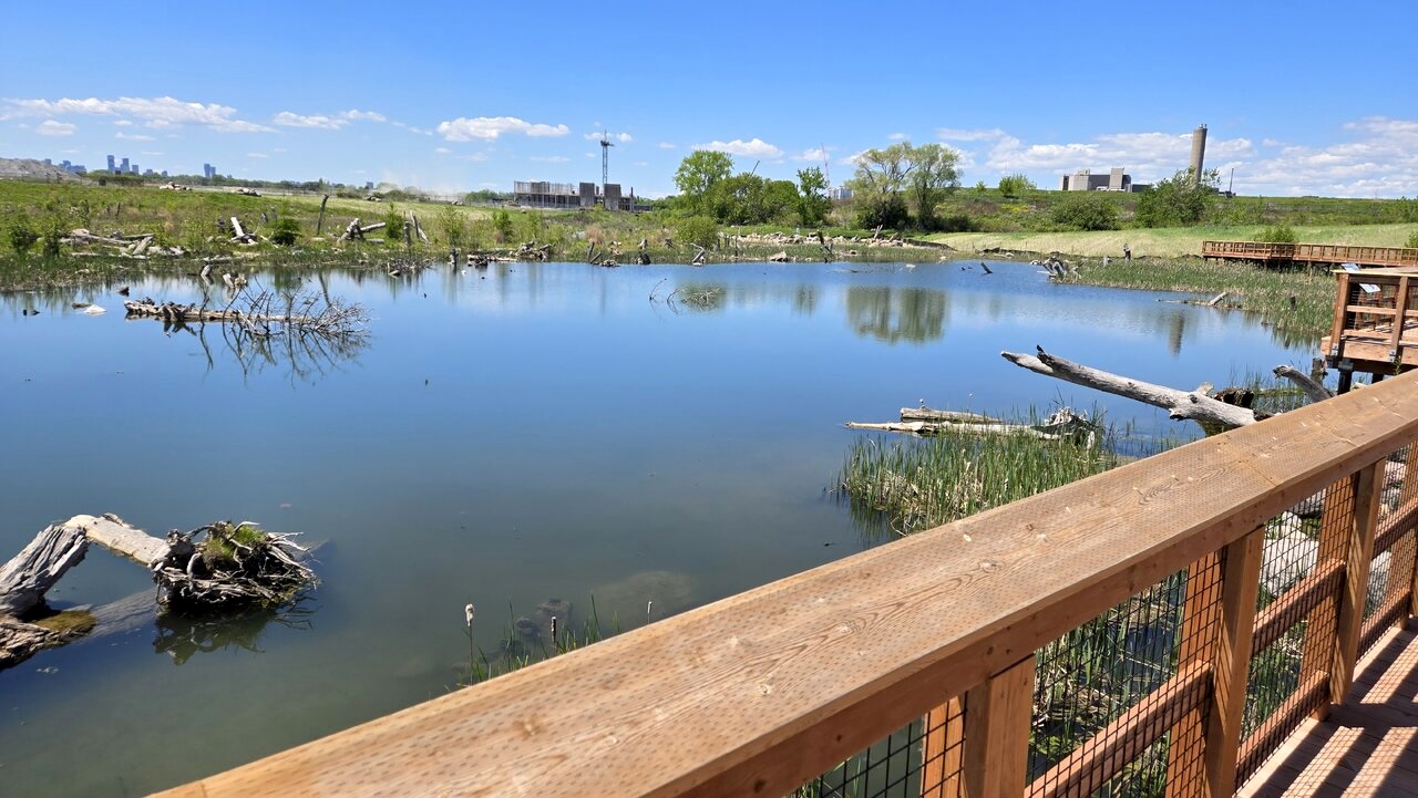 Re-Greening the Lake Ontario Shoreline