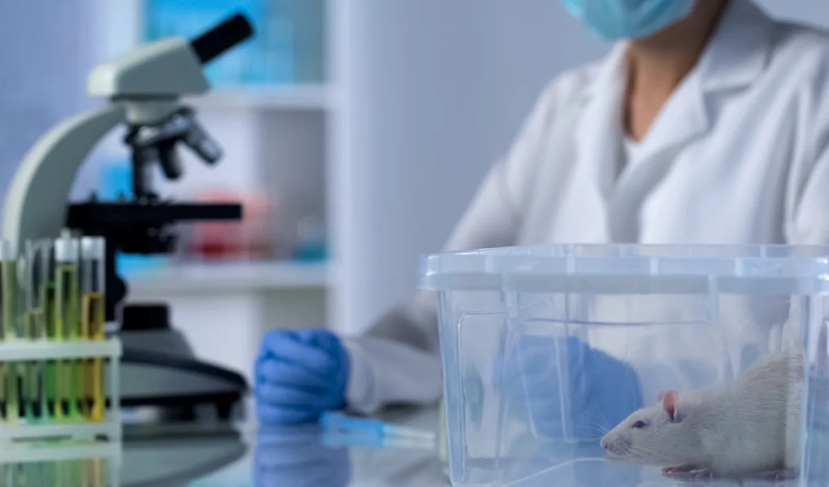 Microplastics hit the liver hard on a high-fat diet, mouse study finds