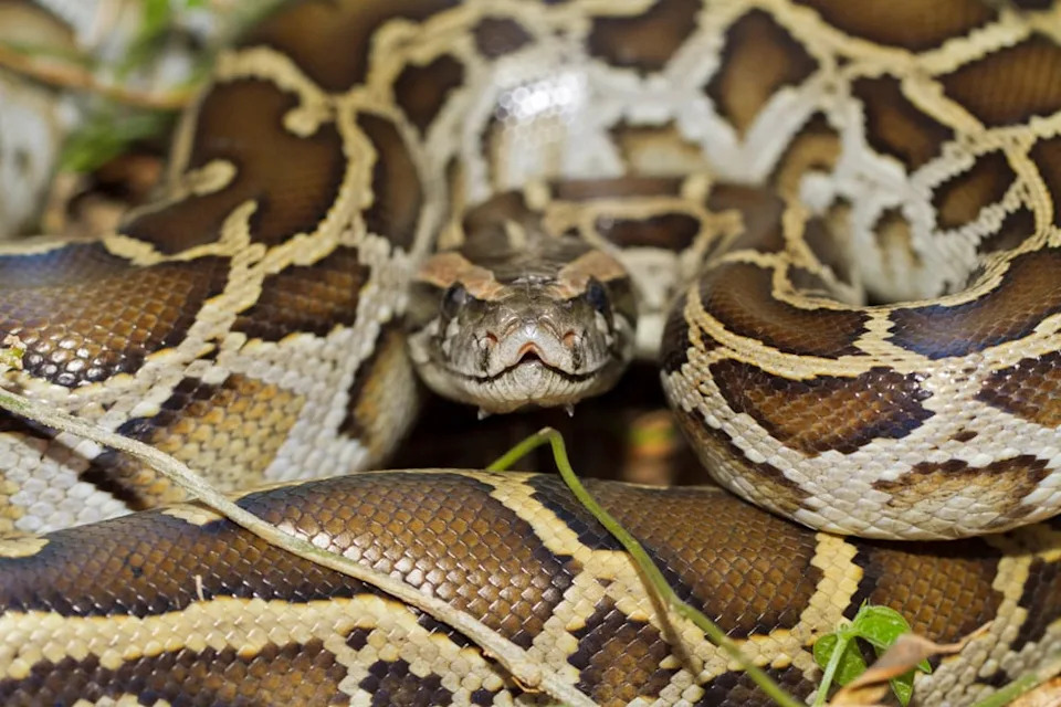 Close up of burmese python (python molurus bivittatus)